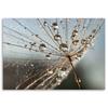 Canvas print, Inflatable in dewdrops