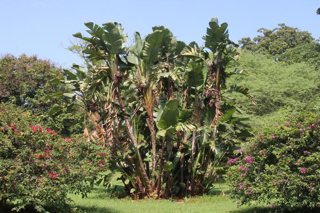 SAFLAX White Bird of Paradise - 5 семян - С горшечным субстратом для лучшего выращивания - Strelitzia nicolai