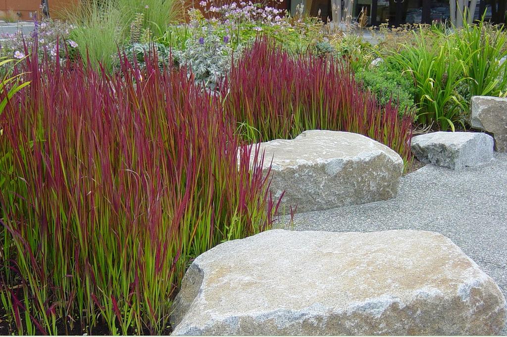 SAFLAX Когонгграсс - 50 семян - Imperata cylindrica