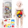 Kids' DIY Human Organ Model Puzzle: Educational Science Experiment Toy