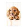 Stylish and Noren curtain featuring a miniature dachshund Perfect for living and other 86cm x easy-to-use puppy. privacy, entryways, kitchens, rooms,