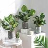 Artificial Plant Flower In A Pot For Home Office Realistic 37Cm Calatea
