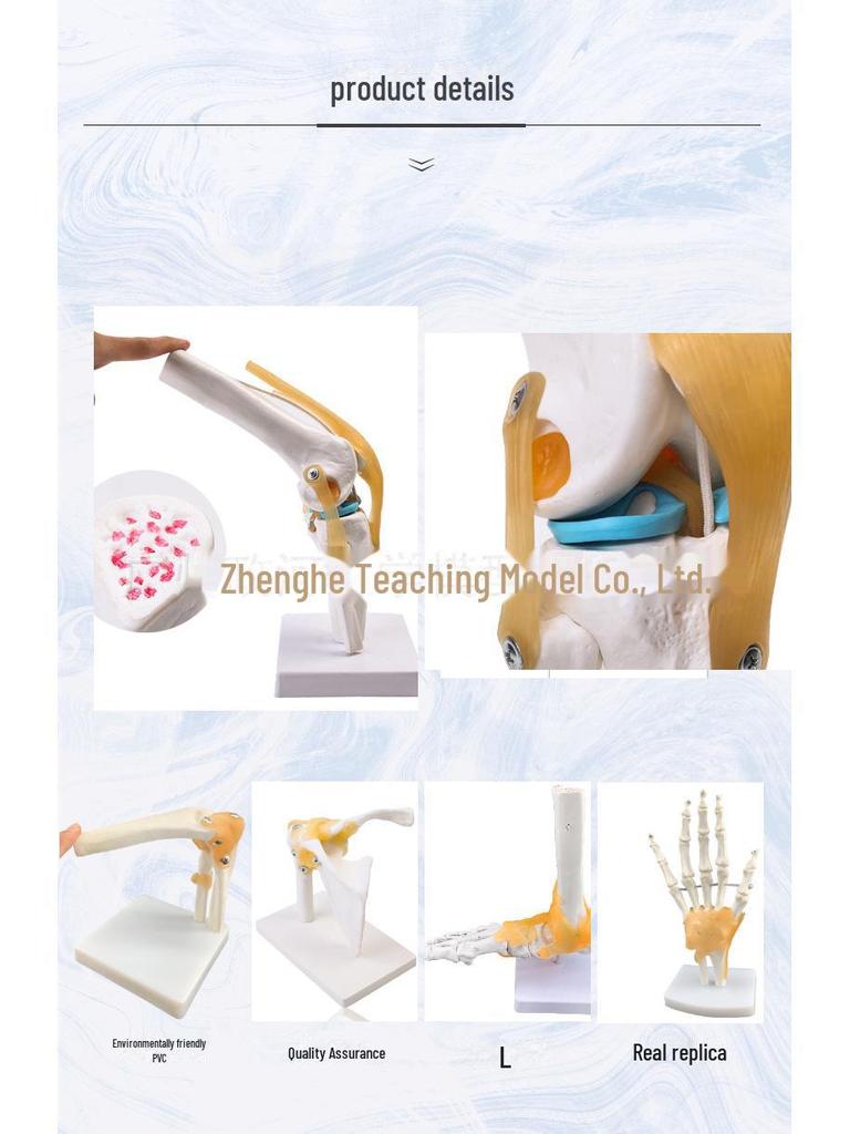 Набор моделей натуральных человеческих суставов: Колено, Плечо, Локоть, Рука, Стопа, Бедро