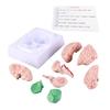 Human Brain Model Anatomy for Kids Neuroscience Study Skull Dedicated Mold for School Home