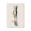 Vintage Human Anatomy Artwork Medical Wall Picture Muscle Skeleton Poster Canvas Art Print Education Hospital Pharmacy Paintings
