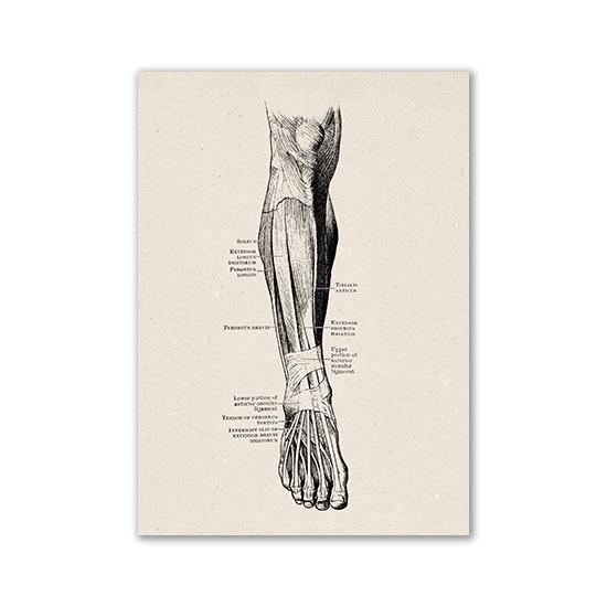 Vintage Human Anatomy Artwork Medical Wall Picture Muscle Skeleton Poster Canvas Art Print Education Hospital Pharmacy Paintings