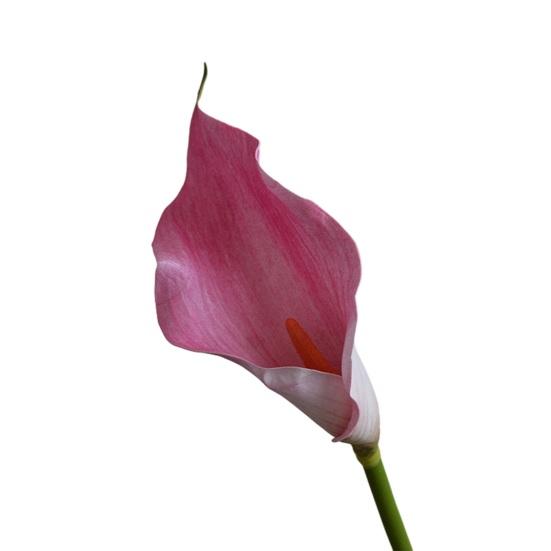 Искусственные цветы каллы на длинном стебле, букет искусственных цветов, реалистичные цветы из латекса на ощупь для декора дома, спальни, офиса, свадьбы, вечеринки, мероприятия