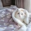 Soft Cat Warm Blanket Thickened Pet Sofa Blanket Practical Puppy Bed Mat  for Dogs Cats