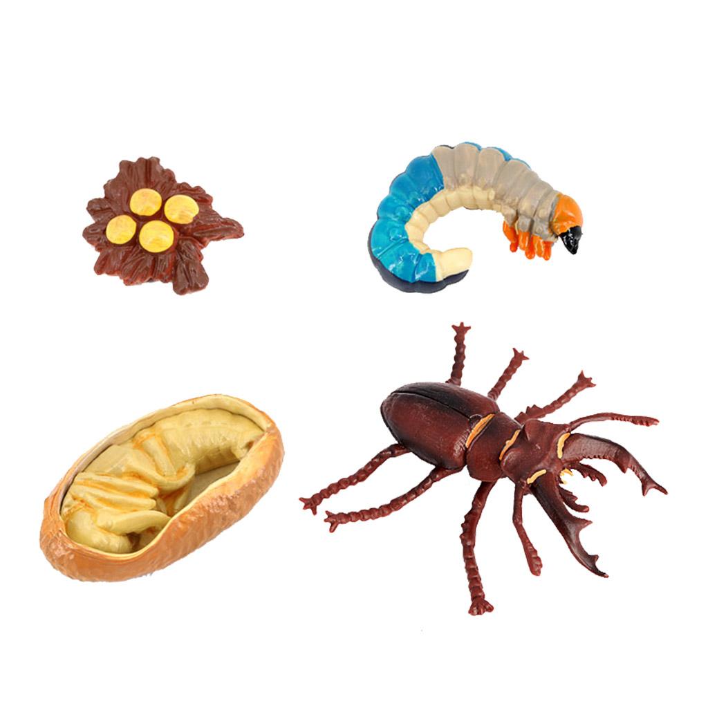 Учебные пособия по жизненному циклу животных для детей от 5 лет Божья коровка