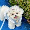 Breathable Material Harness And Leash Set Adjustable Straps Puppy Kitten Harness  Tiny Pets
