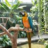 Cartoon Animal Pattern Bird Nappy Bowtie Bird Flight Suits Parrot Flying Clothes  Daily Clothing