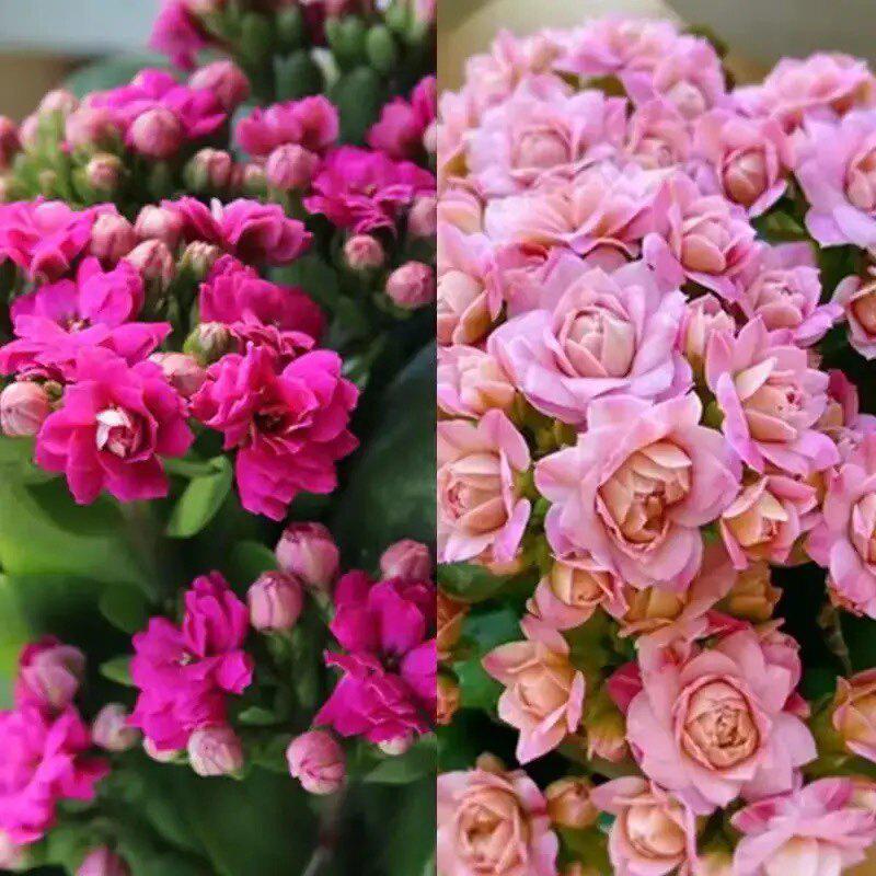 [Kalanchoe Double Petal] Four-Season Blooms Potted Plant for Indoor Balcony with Buds