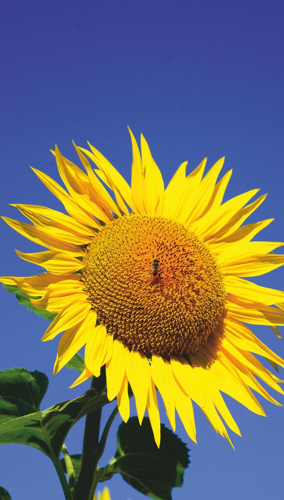 Картина-обогреватель "Подсолнечник" на пленке Monocrystal 105x60 см 300 Вт