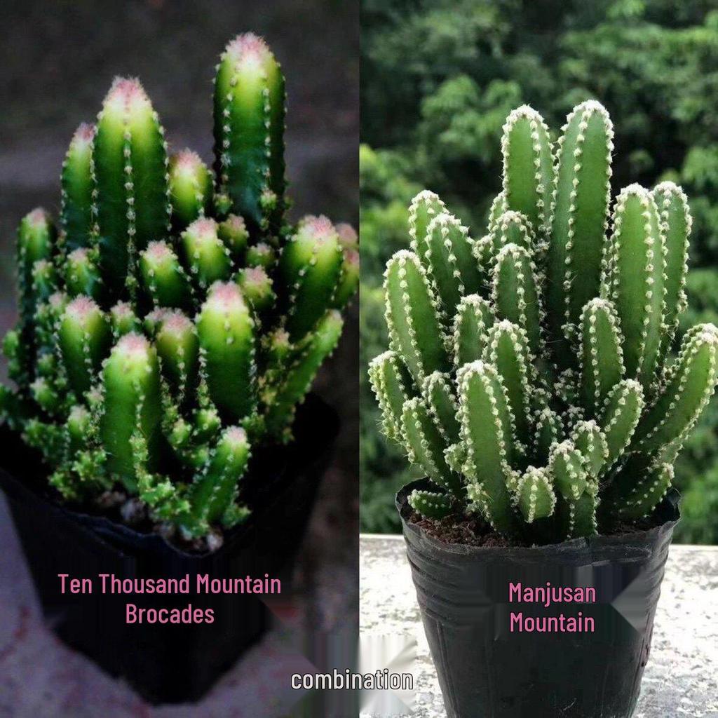 Layered Mountain Succulent: Green Cactus Money Tree for Indoor Spaces