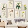 Nordic Retro Art Plant Canvas Painting Flower Evolution Popular Science Poster Living Room Corridor Home Decoration Mural No Frame