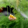 Mini Nest With Birds Fairy Garden Miniatures Gnomes Moss Terrariums Resin Crafts Figurines For Home Decoration Accessories