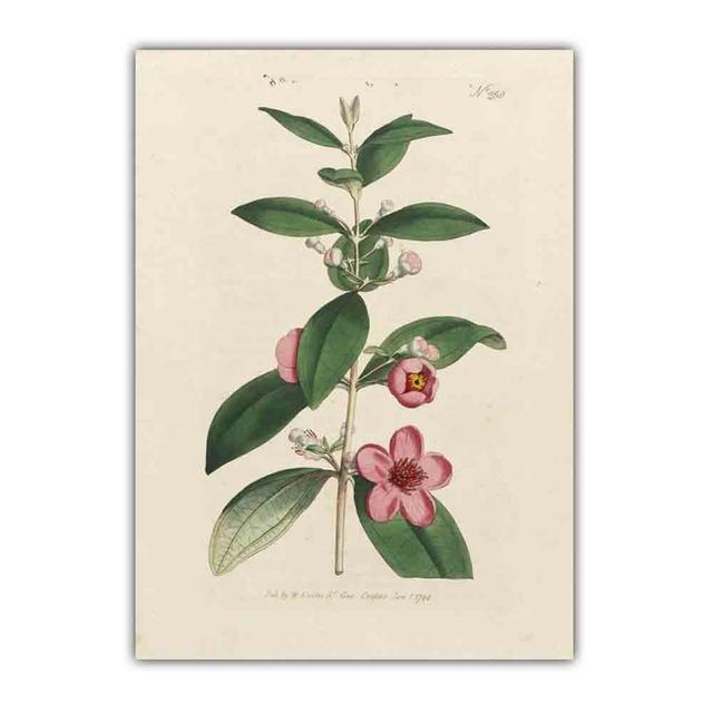 Скандинавское ретро-искусство картина на холсте с изображением растений эволюция цветов Популярная наука Плакат гостиная коридор украшение дома фреска без рамки