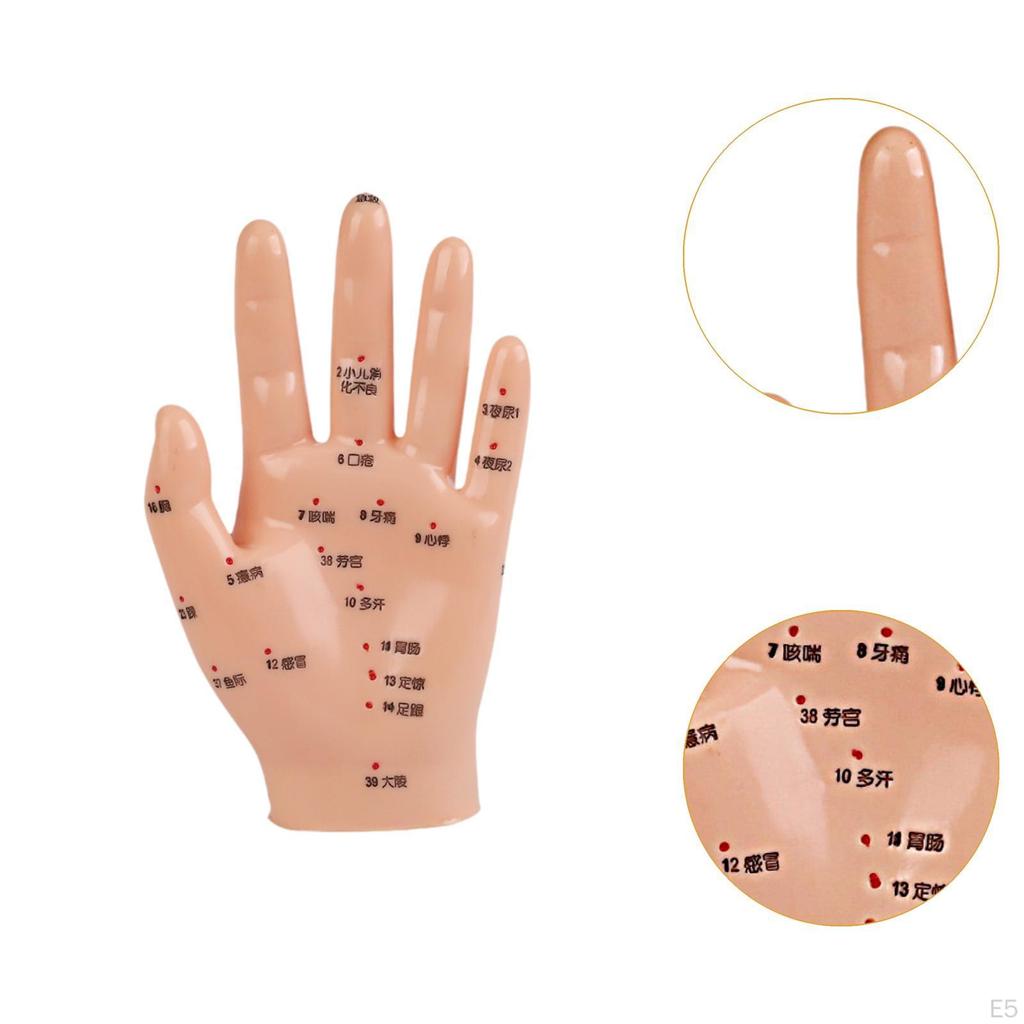 Anatomical Hand Mannequin Chinese Medical Meridians Educational Study Smooth Versatile Teaching Aid