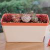 Indoor Flower Planter Box Vegetable Planting Pot Double Layer Self Watering Plant Pot