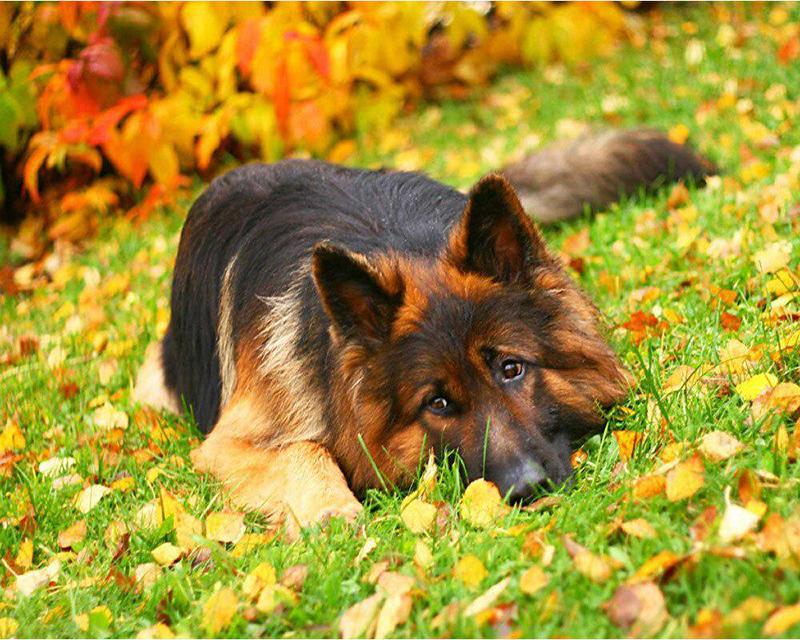 Алмазная живопись Новый Пейзаж Красные Цветы 5D Алмазная Вышивка Крестом Закат Панда Белый Тигр Животные Стразы Мозаика Настенное Искусство