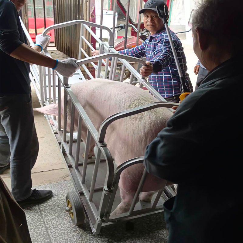 1.5-Meter Pig Transport Crate with Scale and Cart