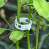 50Pcs Plastic Vine Plants Vegetables Support Clip Garden Greenhouse Holder Tool