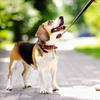 10 шт. Кошка Собака Ошейник Колокольчики Pet Ошейник Подвесные Колокольчики Хрустящий Звук Декоративный Металлический Колокольчик Для Котенка Щенка Pet Аксессуар Поставка