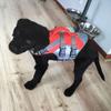 Dog Swimming Life Vest with Safety Reflective Stripe Adjustable Elasticity Pet Dog Swimming Coat