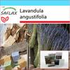 Подарочный набор - Английская лаванда - 150 семян - С подарочной коробкой, карточкой, этикеткой и субстратом для горшков - Lavandula angustifolia