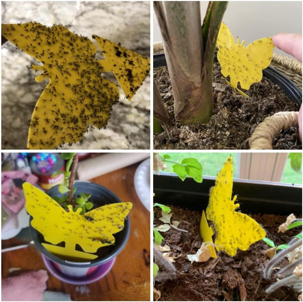 Ловушки для насекомых Защищают растение Двусторонние ловушки для мошек Нетоксичные и без запаха Липкие доски Ловушки для садовых растений Кухни