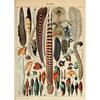 Vintage Classic Wall Art Plants Mushroom Medicine Flower Insect Butterfly Vegetable Pumpkin Carrot Canvas Oil Posters And Prints