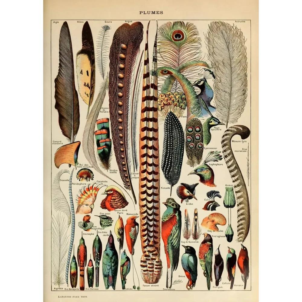 Vintage Classic Wall Art Plants Mushroom Medicine Flower Insect Butterfly Vegetable Pumpkin Carrot Canvas Oil Posters And Prints