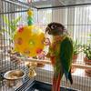 Detachable Bird Cage Toy with Bell Hanging Foraging Ball Creative Parrot Chewing Toy  Bird Training