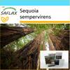 Подарочный набор - Прибрежное красное дерево - 50 семян - С подарочной коробкой, карточкой, этикеткой и субстратом для горшков - Sequoia sempervirens