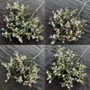 150 Head Artificial Gypsophila Flowers For Wedding Bouquets And Home Decorations