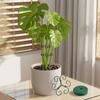 4Pcs Metal Plant Climbing Support Sturdy Triangle Structure Rust-proof Coating for Monstera and Trailing Plants