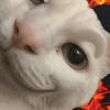 Сертифицированный Уважающий Женщин Забавный Кот Мем Футболка Оверсайз С Принтом Повседневная Футболка Повседневная С Короткой Рукавой Винтажная Футболка Для Пар