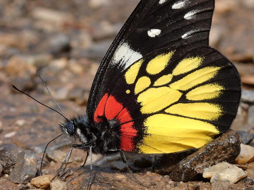 Цифровая камера OM Tough Red 12 мегапикселей CMOS 15 м Водонепроницаемость 100 кгс Грузоподъемность GPS СИСТЕМА/OLYMPUS TG-6 F2.0 Встроенный Wi-Fi TG-6RED