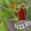 100Pcs Premium PP Plant Clips for Tomatoes Cucumbers Peppers Melons Vine Crops Flowers Garden Support Upright Growth Ventilated