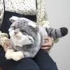 Sunlemon Кошка на коленях Кошка S 19 x 41 x 16см Мягкая игрушка Манула P-8422