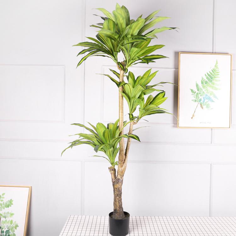 Large Brazilian Iron Tree Potted Plant for Tropical-Style Homes and Landscapes