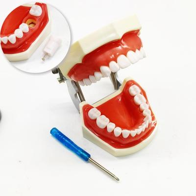 1 набор стоматологических моделей Typodont, демонстрационных со съемными зубами, модель десен, зубов, обучающая модель, стандартная модель зубов, подарок стоматологу