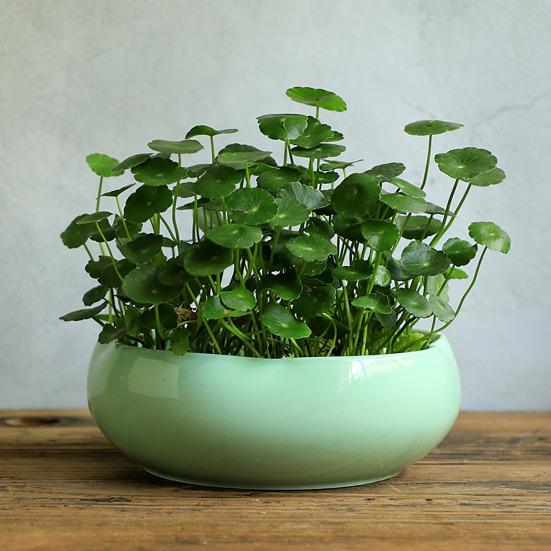 Кашпо для лотоса с большим отверстием, керамический цветочный горшок для лотоса, глазурованная чаша для золотых рыбок, чаша для бонсай, горшок для лотоса для гидропонных растений, нарцисс