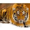 Diamond Embroidery Full Display 5d Diamond Painting Tiger Diamond Mosaic Animals Cross Stitch
