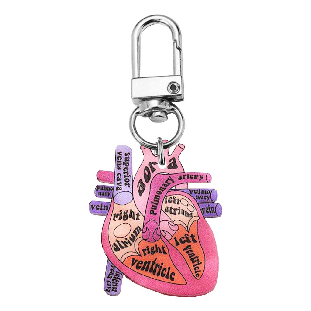 Human Heart Diagram Keychain Detailed Heart Keychain Accessory for Teaching Anatomy To Adults and Children