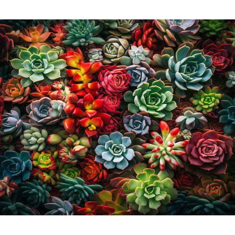 5d DIY Алмазная картина Полный квадрат Суккулентные растения Алмазная вышивка Бисер Наборы Мозаика Цветок Стразы Картина