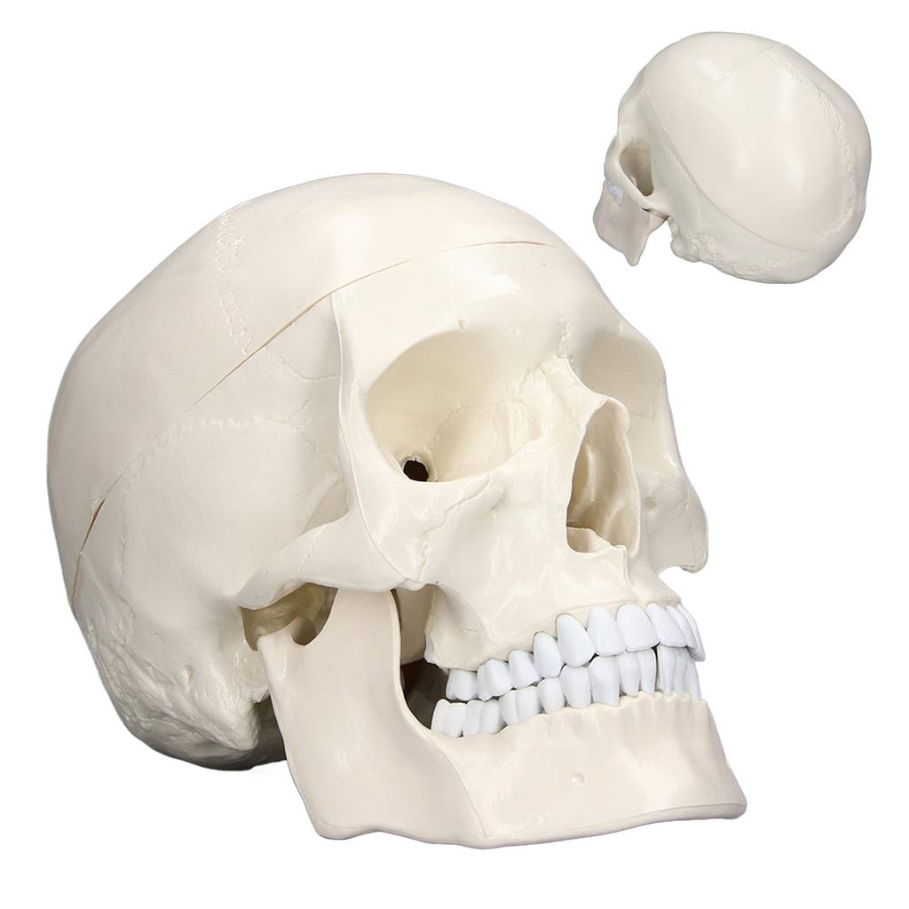 Моделирование 1:1 модель черепа человеческой головы, съемная модель черепа из ПВХ для курса изучения анатомии