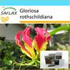 Подарочный набор - Африканская вьющаяся лилия - 15 семян - С подарочной коробкой, карточкой, этикеткой и субстратом для горшков - Gloriosa rothschildiana