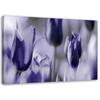 Canvas Print Tulip Flower Purple
