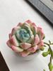 Kishima Eclear Deodorizing Artificial D7 H13 Green, Green, Size Approx. W18.5 KH-61188
